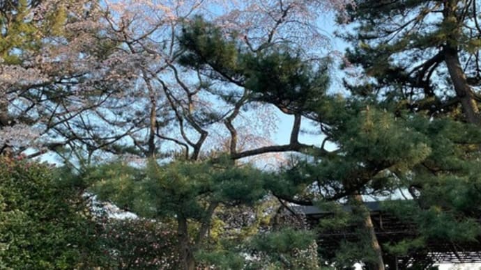 お花見@榴岡公園