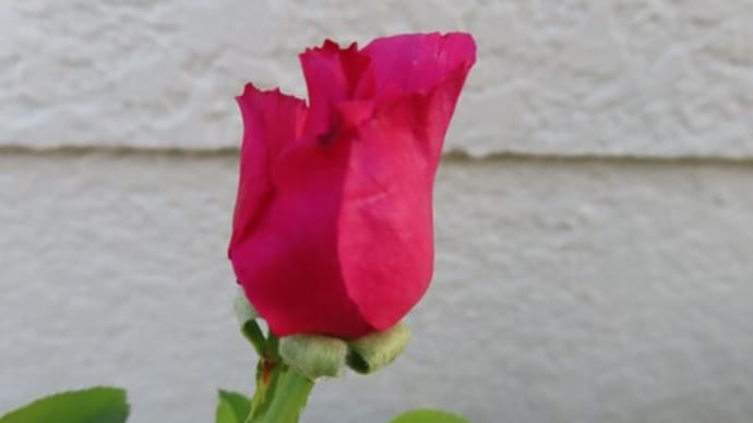 母の不満&老人の友人に対する至福 Bless for an old man's friend