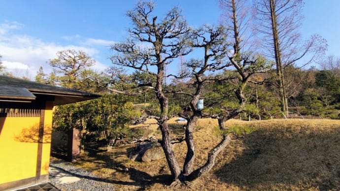 クロマツ三幹:中木ー三河流の強剪定で