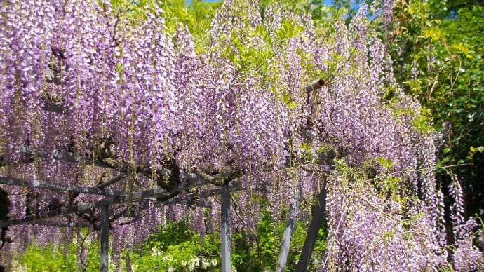 藤の花