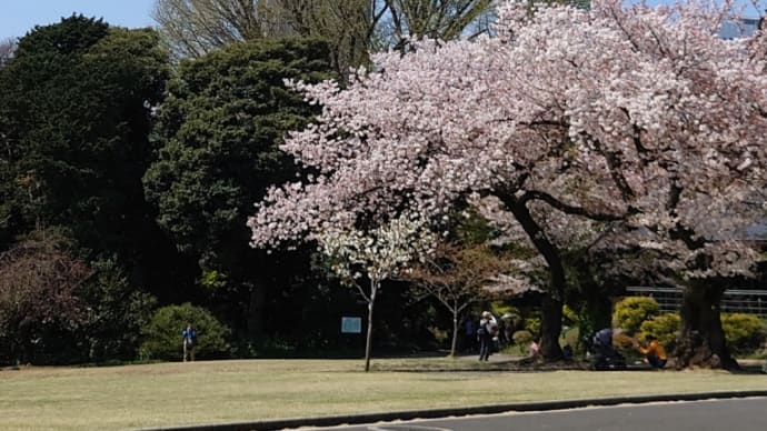 新宿御苑に来ています。