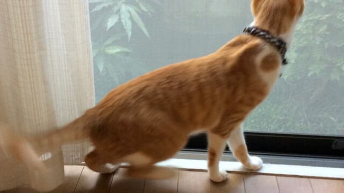8月1日 おはようカナヘビ君
