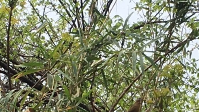 ヒュウガミズキの葉