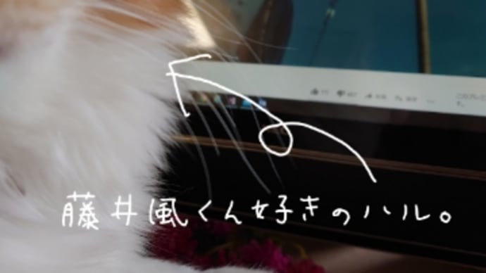 猫は聴くのか？