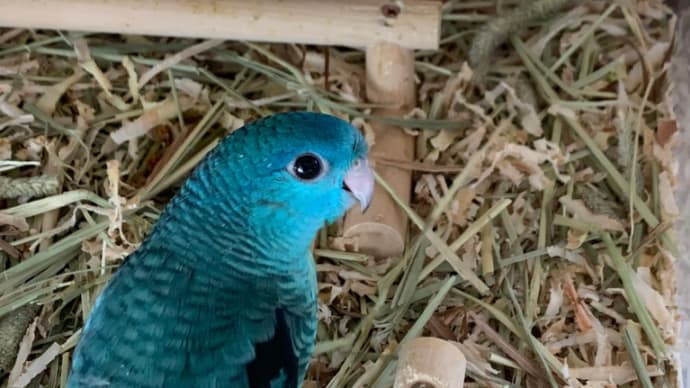 サザナミインコ、ブルーちゃん商談中