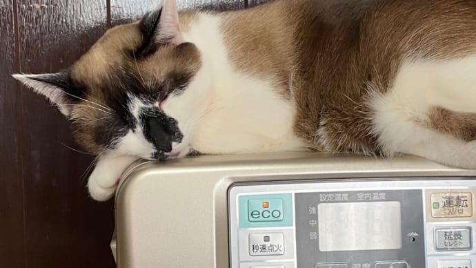 からい!