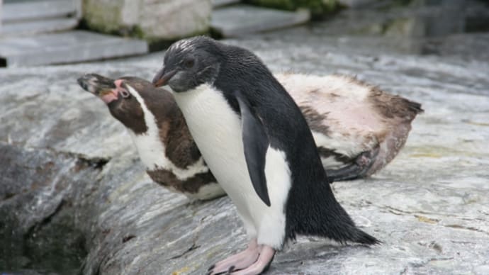 何ペンギン?