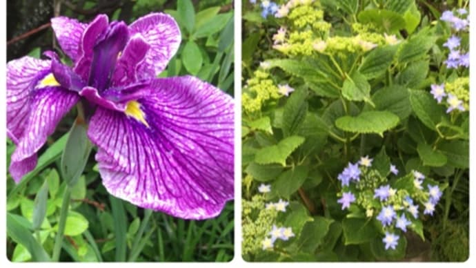 紫陽花と菖蒲