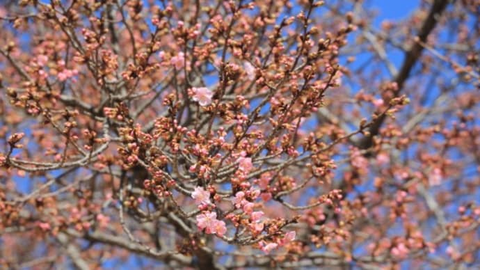 伊勢崎市民の森の河津桜2025(その4)