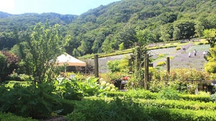 蒜山ラベンダー摘み取り