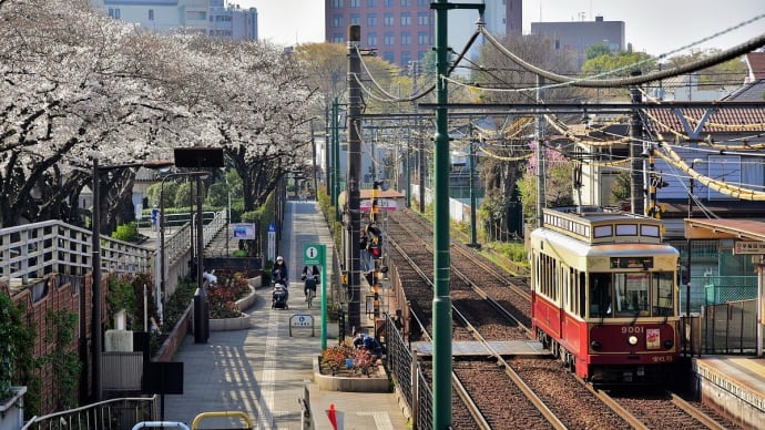 今年の桜は早過ぎて。
