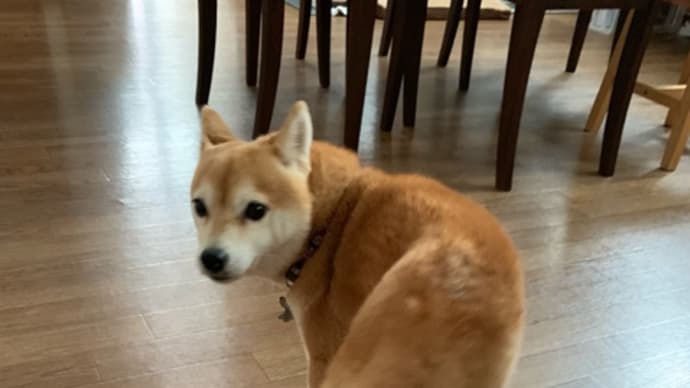 お留守番嫌🐕行かないでー!
