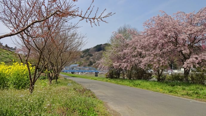 【信州新町】 ろうかく梅園から新町橋
