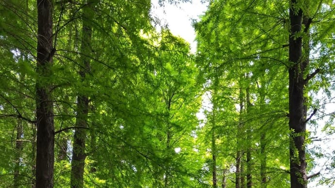 今朝の散歩🌤️🚶‍♀️🚶🏻‍♂️💙💚