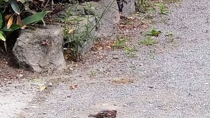 スズメの砂浴び
