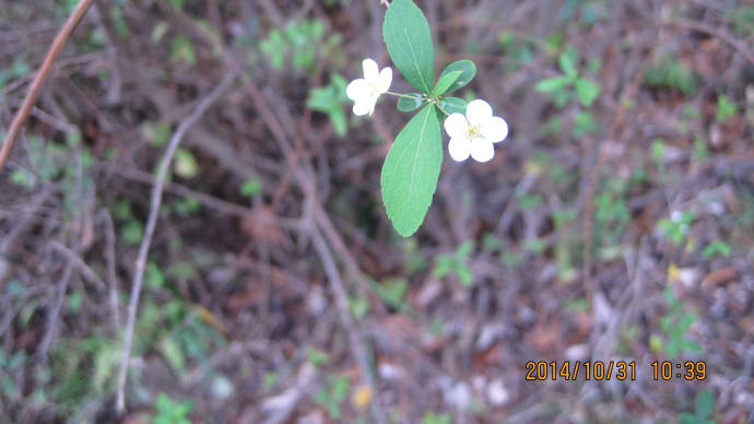 今頃?開花