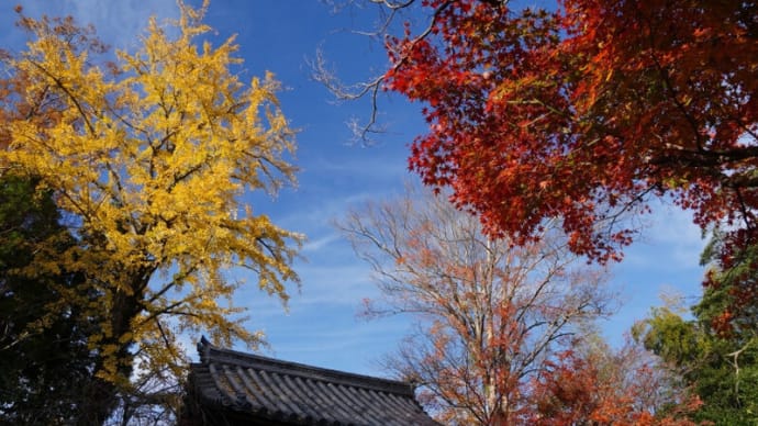 龍福寺参道の紅葉