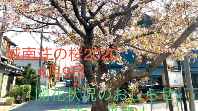 桜の開花状況 また来年