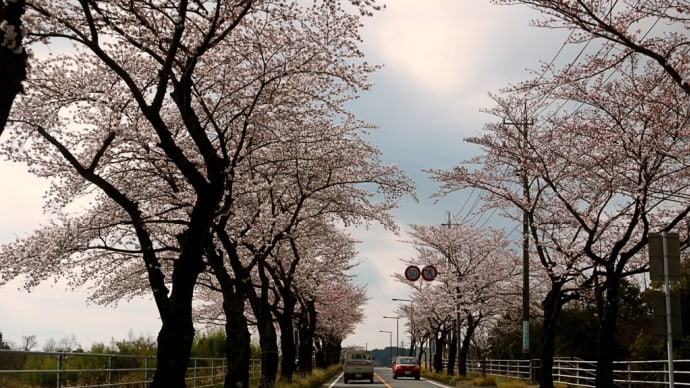 桜を見ながら通院リハビリ