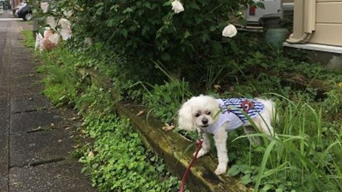 7月22日 お散歩の途中の大きなムクゲの花🌺🌼🌺