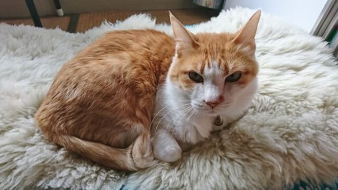 3月17日(木) 猫の麦とごまの日常日記