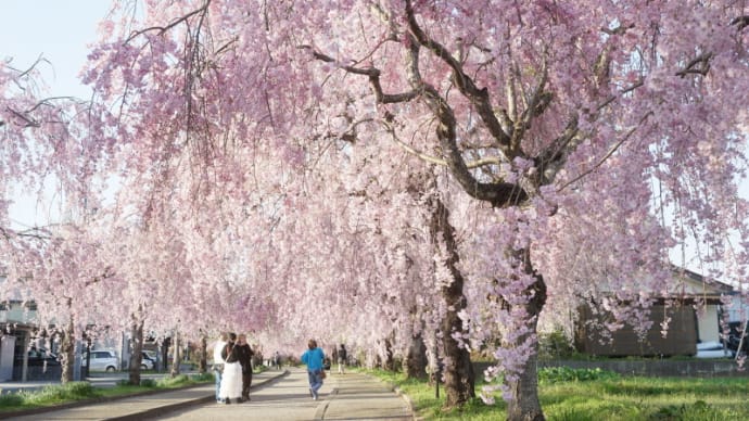 日中線しだれ桜並木