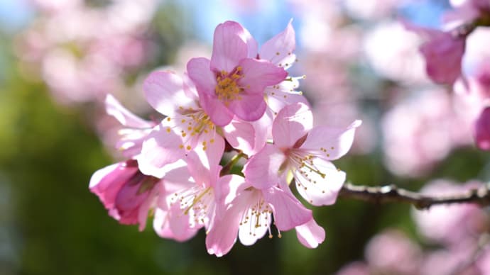 春のひかり、春の空、そして桃色さくら。
