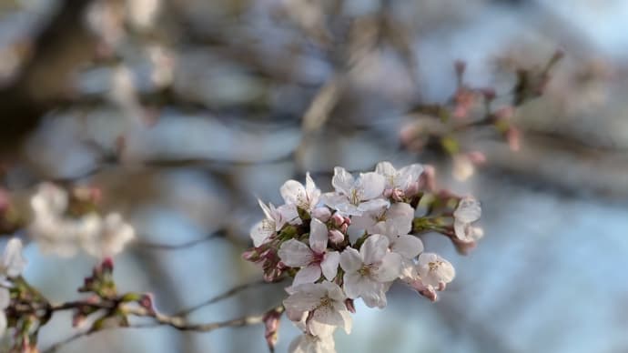 桜祭り🌸行きたかった〜