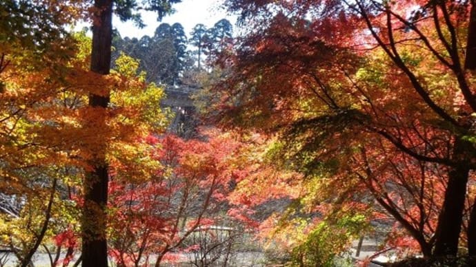 公園の紅葉