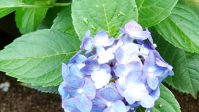 半夏生が気になる散歩②