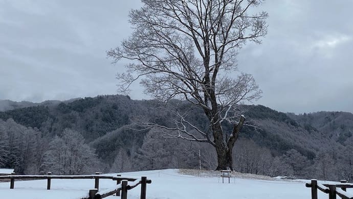 着雪綺麗ですが・・・