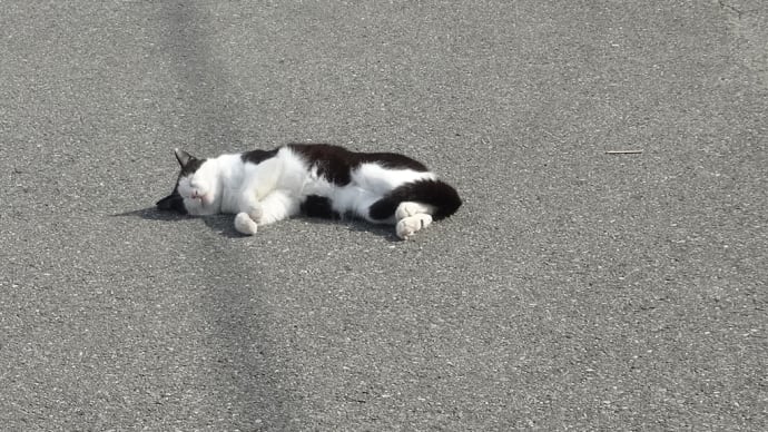 雑用とある猫との出会い