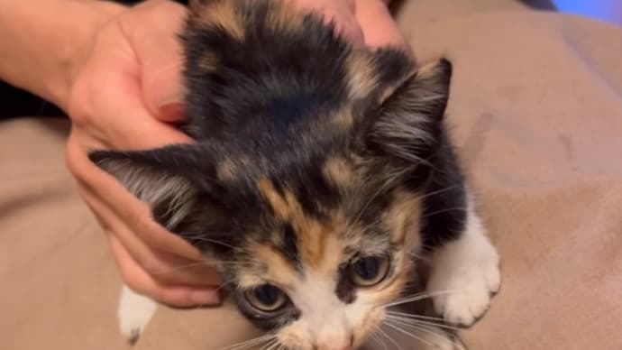 新参チビ猫 無事捕獲~_~;