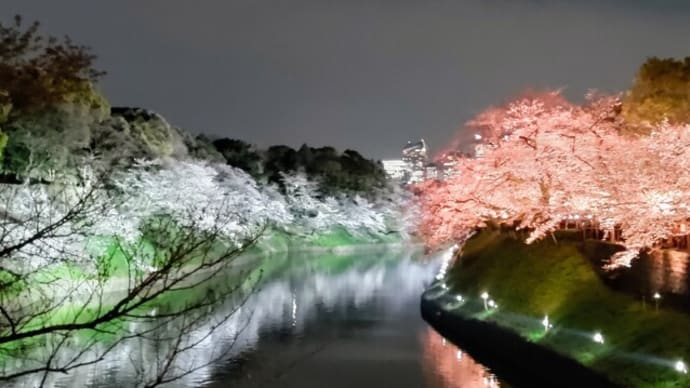 千鳥ヶ淵の夜桜ライトアップ