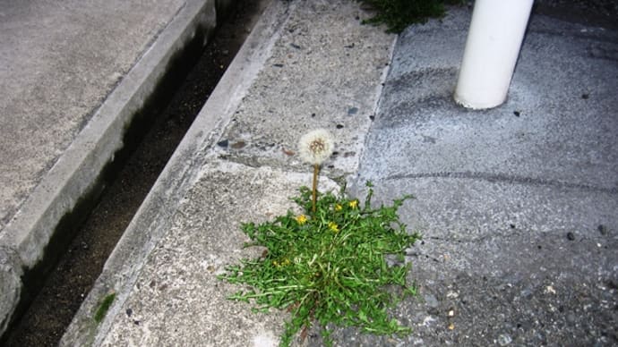 コンクリートの上のタンポポを見て・・・