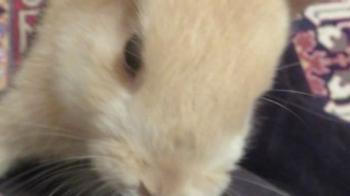 うさぎ学長!わちゃまる君!(その29)詰まる、わちゃまる君