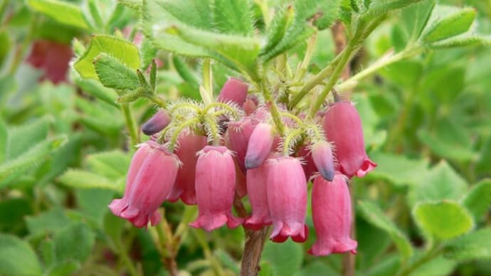 春の花：紫釣鐘躑躅