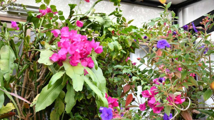 我が家の花日記 冬支度のガーデンルーム