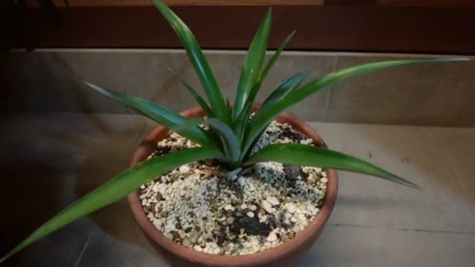 パイナップル🍍