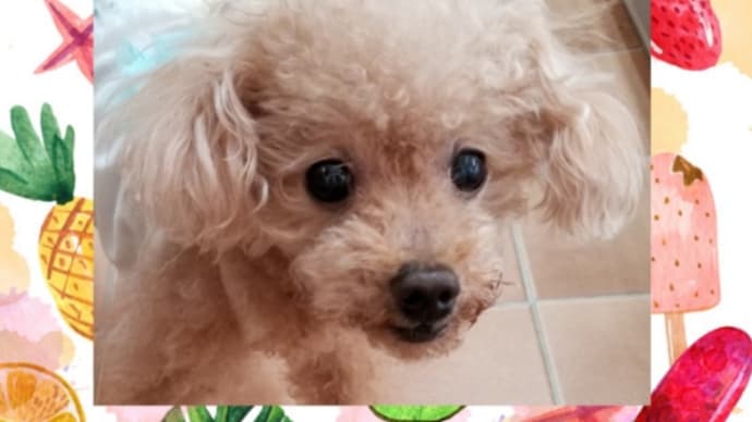 夏野菜が大豊作(^O^)リオンが凛々しい男の子(*^◯^*)ニアちゃん♪