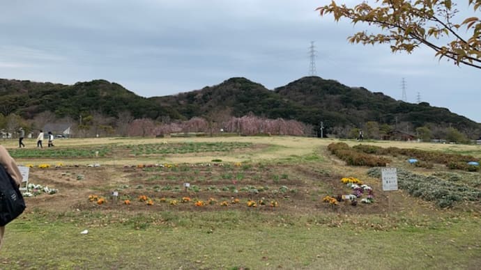 咲いた～咲いた～Tulipの花が～♪