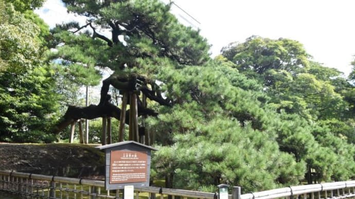 浜離宮恩賜公園 大手門入口近くの萩の花たち 13