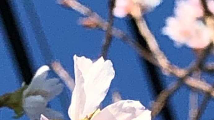 桜咲く