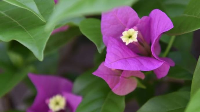 散歩道　ブーベンビリアの花たち　　　21