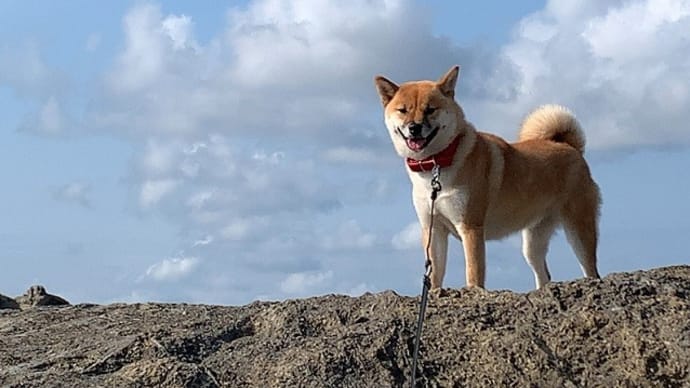 青空をバックに!柴犬『ひのき』の立ち姿