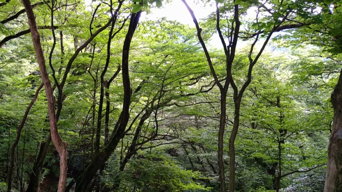 再掲「奥山愛宕神社」(青山勝地)へ、涼を求めて「ブナ原生林」。
