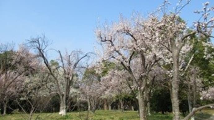 あっという間にスモモの花が咲いていた! 大阪府営山田池公園