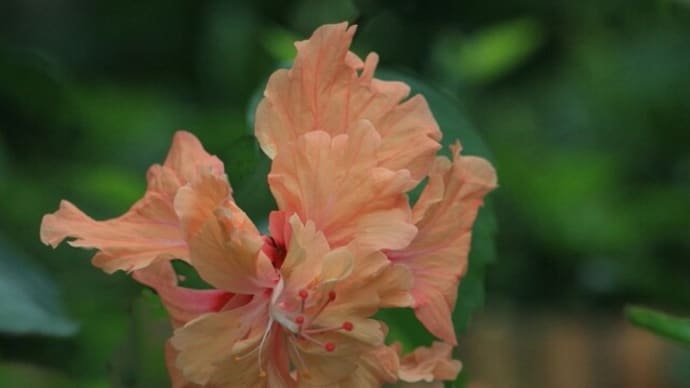 滋賀 水生花園の花 ハイビスカス
