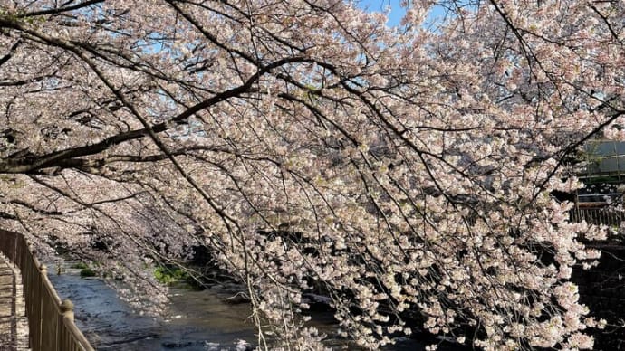 再び、きなこと恩田川の桜並木へ！