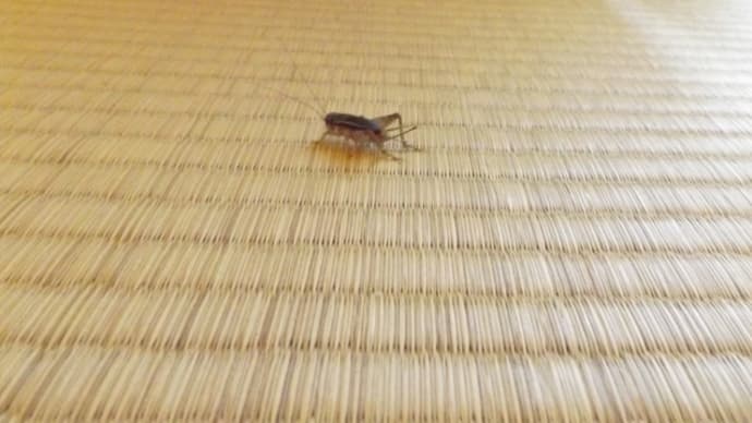 おーあなた私のお友達・・・なのかな